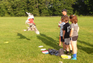 High flying Frisbee dogs return to Shrewsbury for family fun