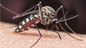 EEE virus detected in mosquitoes in Westborough