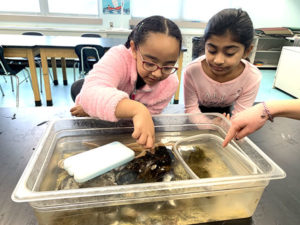 Grafton kids learn first-hand about sea creatures