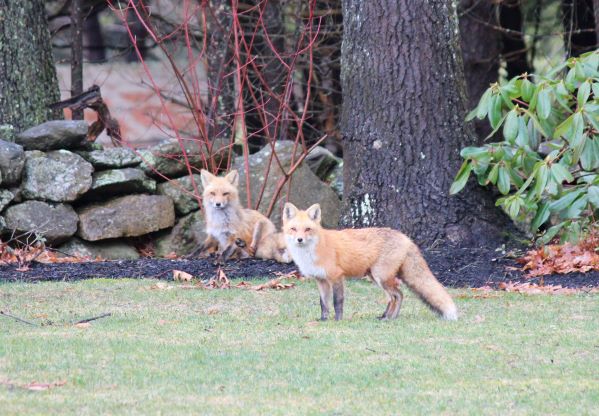While the kids are away the foxes come out to play