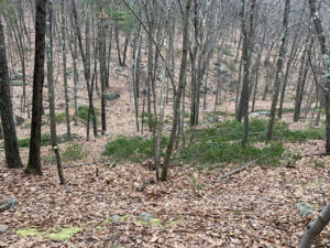 Cut trees cause concern at Mt. Pisgah Conservation Area