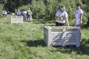 Community Harvest Project adapts to COVID-19