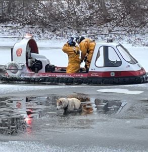 Rocky the dog being rescued by the Shrewsbury Fire Department. He had fallen through the ice on Flint Pond.