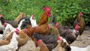 An online public hearing on Thursday, March 4 at 6:30 p.m. will give residents the opportunity to weigh in on a proposed poultry bylaw.