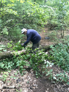 Kimball “Kim” Simpson of Westborough uses a chainsaw to remove a fallen tree blocking a trail at Walkup and Robinson Memorial Reservation.