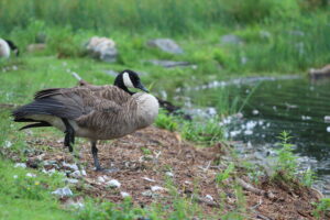 A goose stands on the shore of Dean Park Pond.
