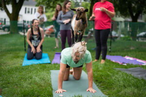 A goat climbs on the back of a goat yoga participant.