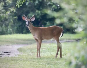 deer at Lake Chauncy