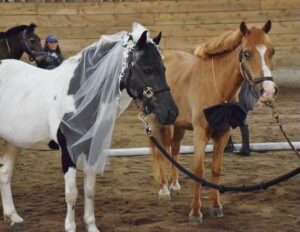 Veteran ponies “Amelia Bedelia,” left, and “Bullwinkle,” “tied the knot” on Aug. 7 at Maple Grove Equestrian Center, in a ceremony arranged by students at the riding school.