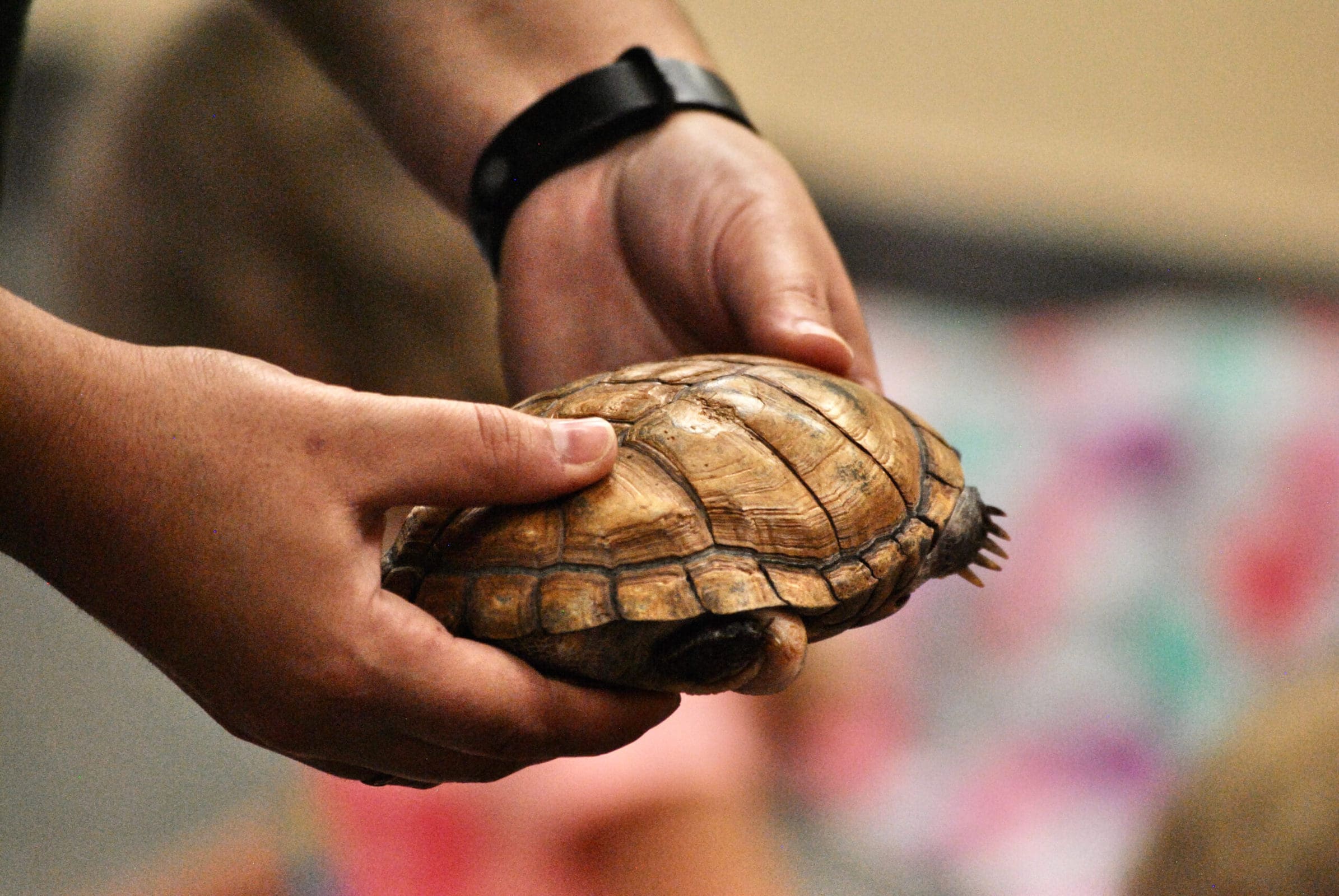 A presenter from the Animal Adventures Family Zoo and Rescue Center holds out a turtle for children to pet.