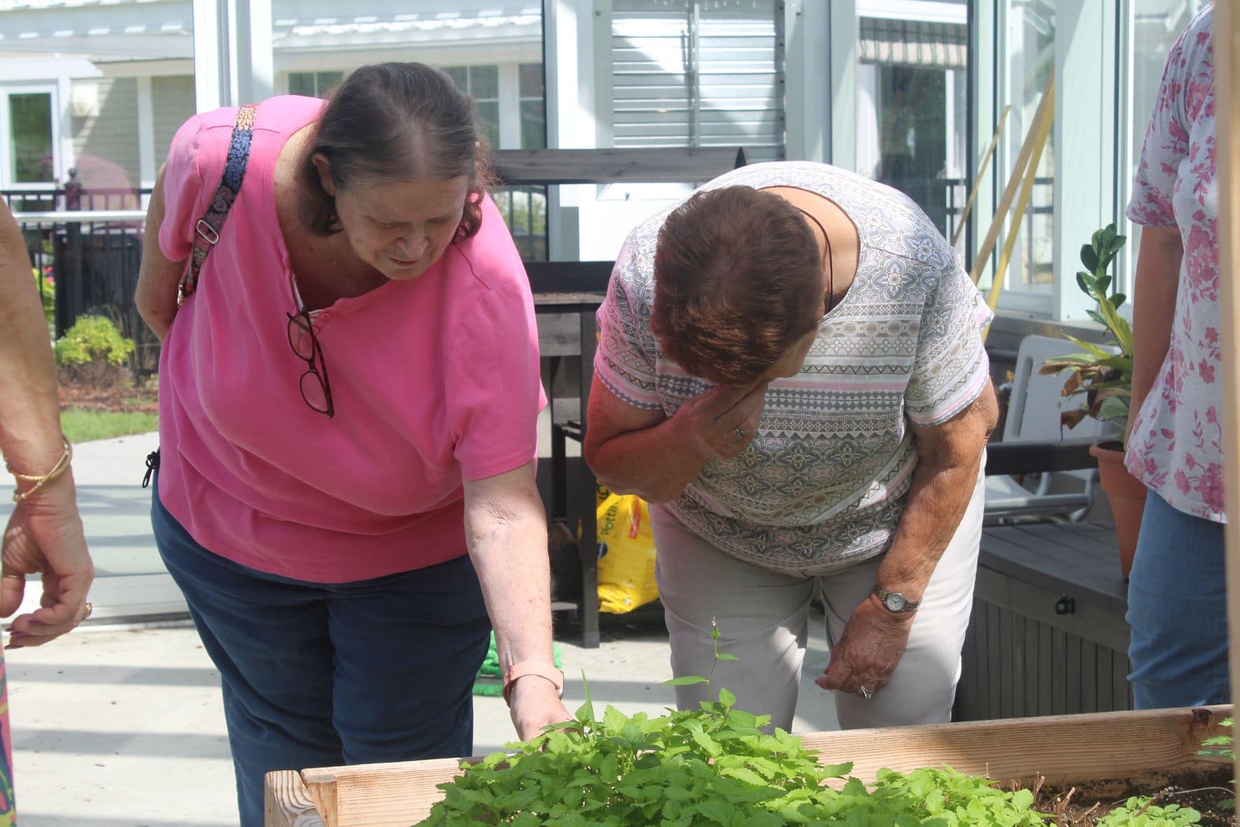 Pat LeSage and Lois Dolan smell herbs in the greenhouse.