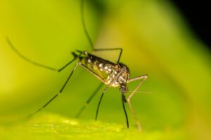 West Nile virus detected in Marlborough