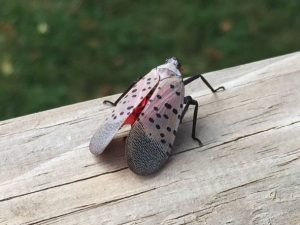 Adult Spotted Lanternflies are gray and approximately one inch long, with black spots and red underwings. Photo/Walthery, used under creative commons license