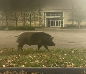 &#8216;Large pig&#8217; spotted in Solomon Pond Mall parking lot