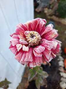 Zinnia flower with frost.  Photo/Courtesy Leslie Phelps