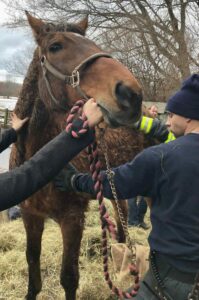 UPDATE: Westborough firefighters help rescue horse as messy winter storm muddies region