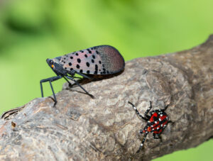 Trees infested with spotted lanternflies found in Shrewsbury