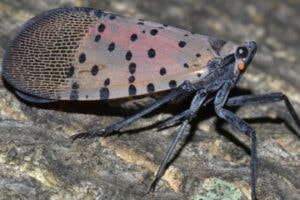 Spotted Lanternfly remnants found in Shrewsbury