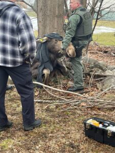 &#8216;Everyone is safe, including the moose&#8217;: Moose safely relocated after visiting Marlborough