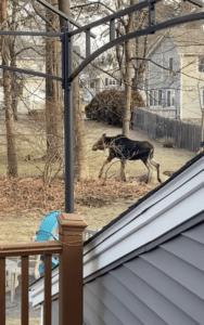 Moose spotted in Marlborough