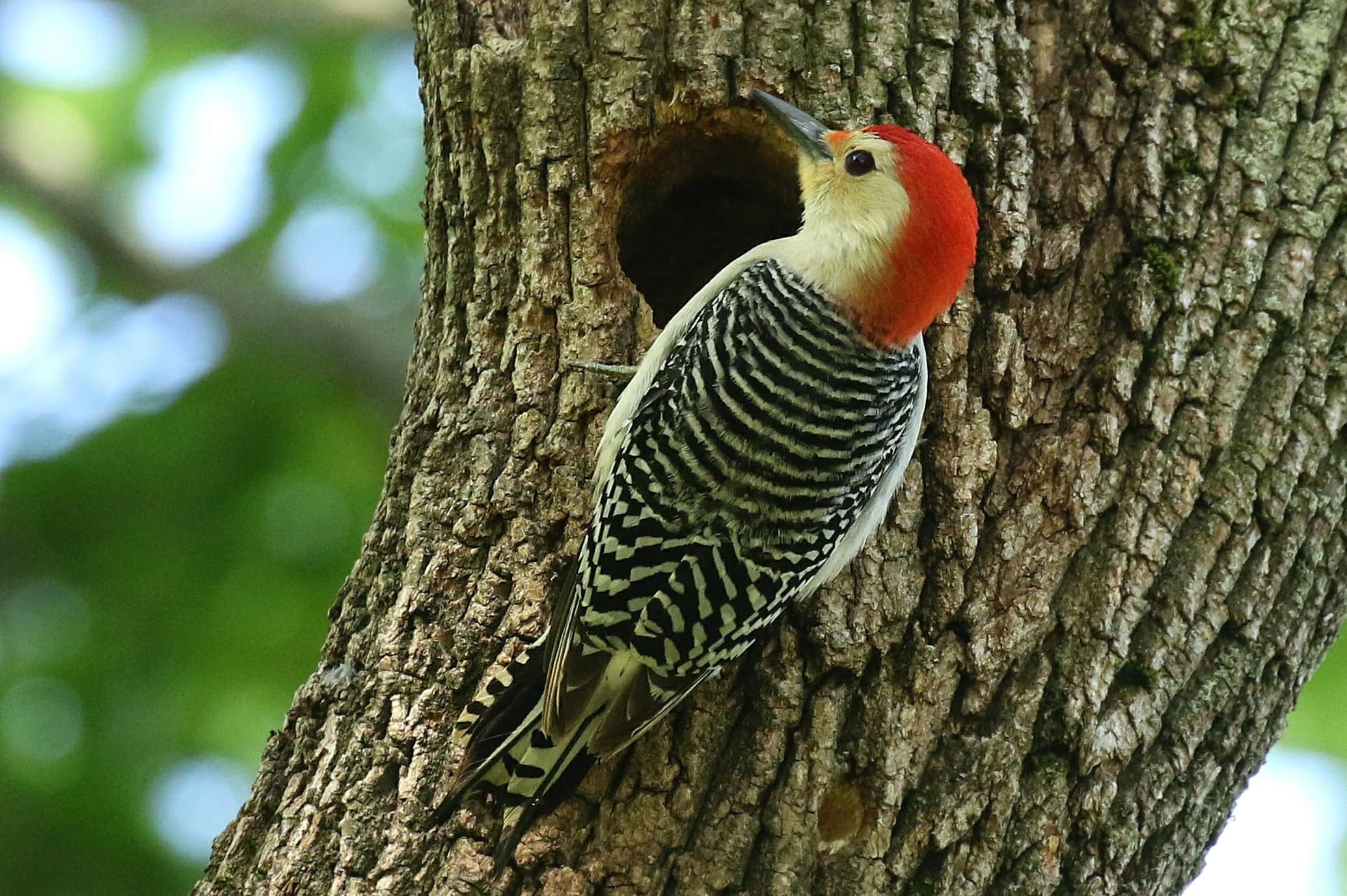 hungersnød Hele tiden forbinde Nature Notes: Red-bellied woodpeckers are thriving - Community Advocate