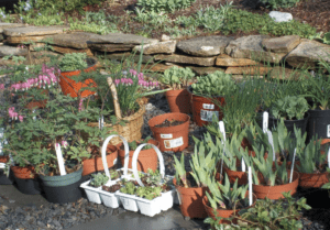 Westborough Garden Club to host annual plant sale