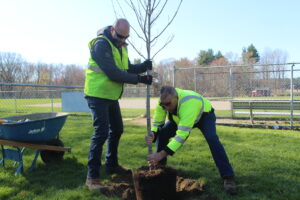Westborough DPW plants tree for Arbor Day