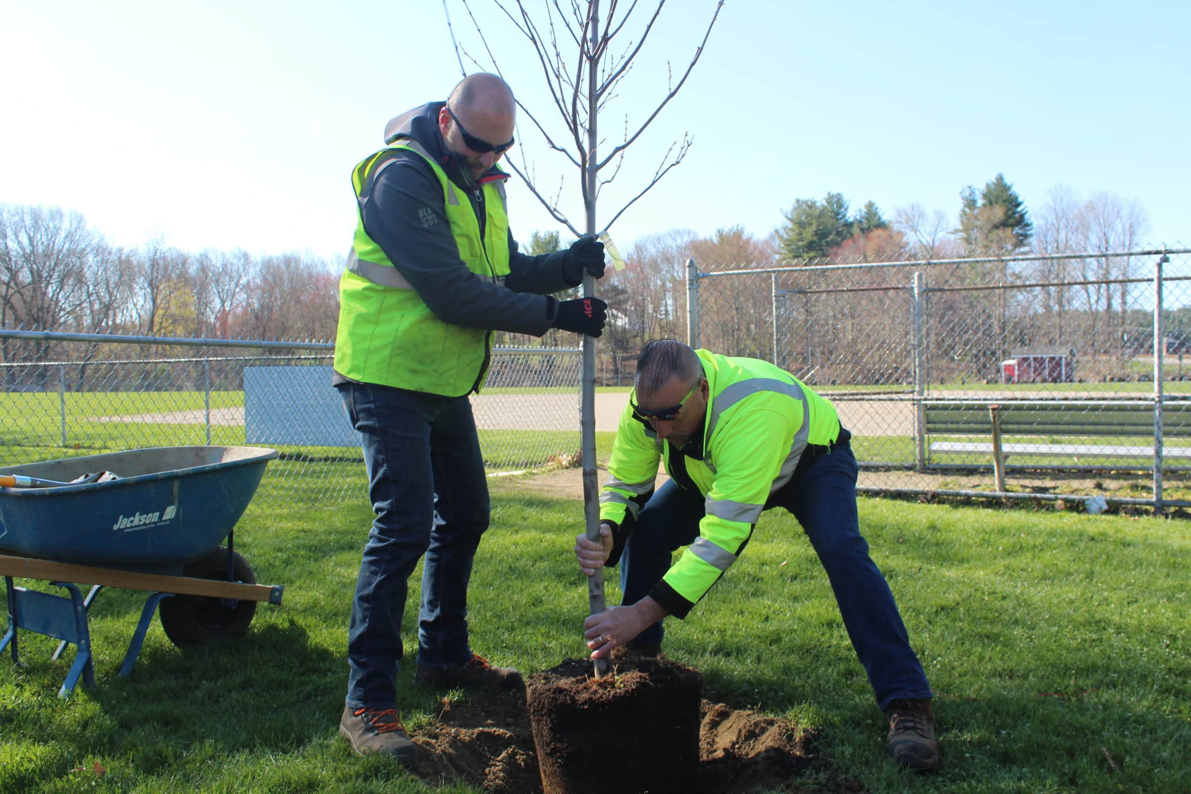 Westborough plans tree planting for Arbor Day