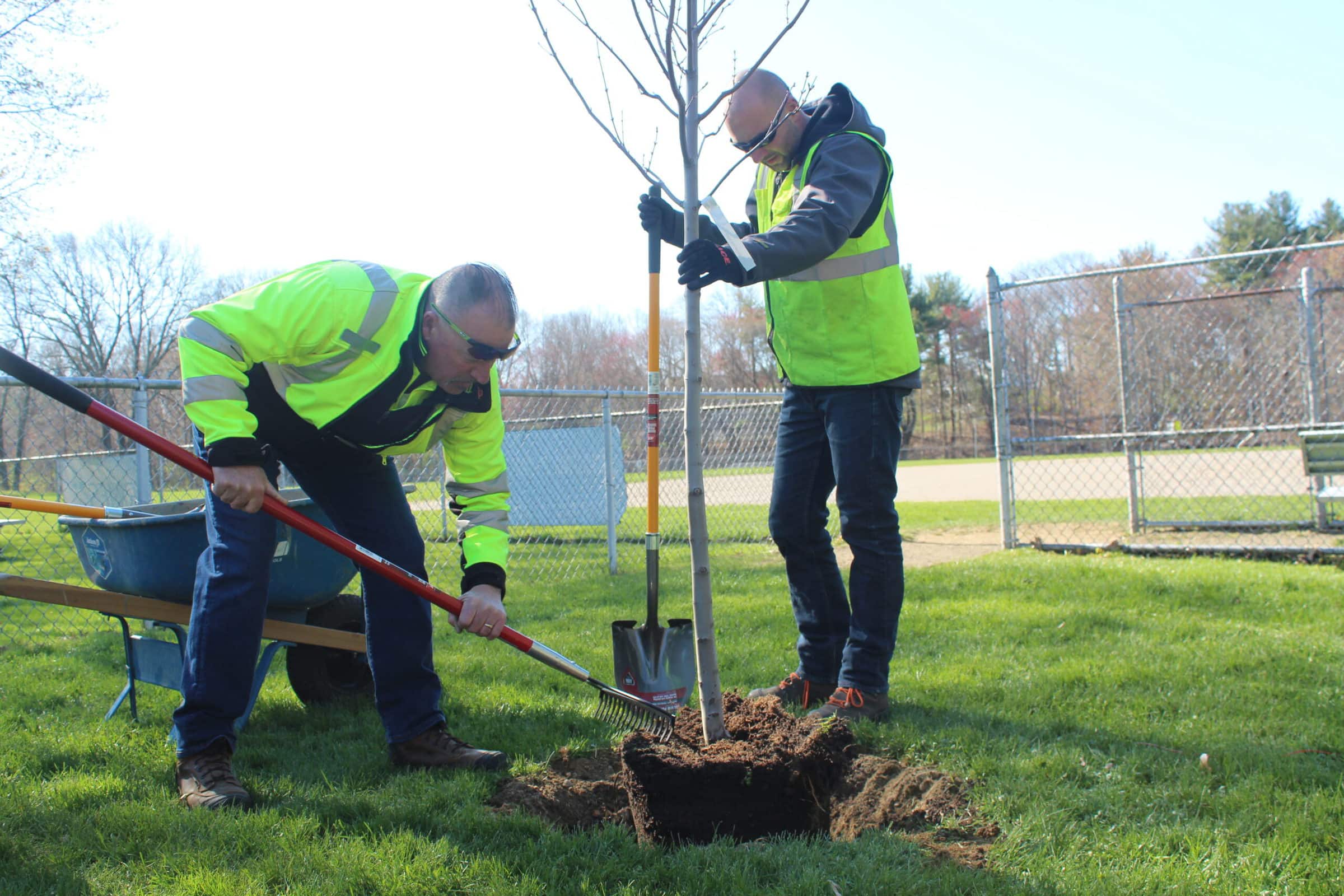 Westborough DPW plants tree for Arbor Day