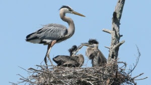 Nature Notes: Great Blue Herons return to region