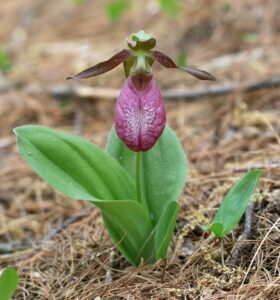 Nature Notes: Wild orchids in our woods