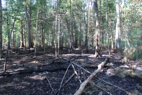 Marlborough gets grant to restore pitch pine barrens in Desert