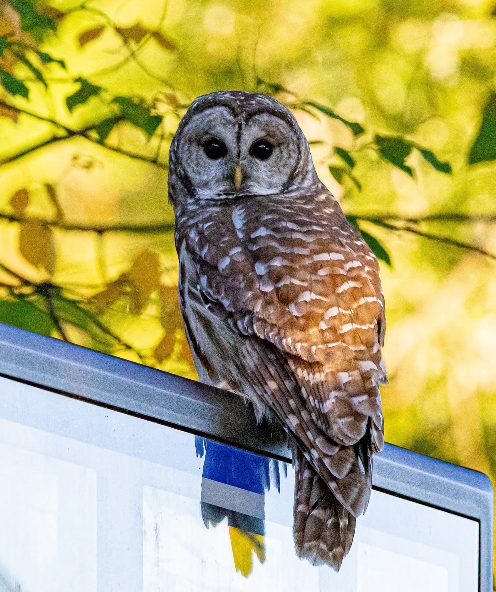 PHOTOS: Owl spotted in Northborough
