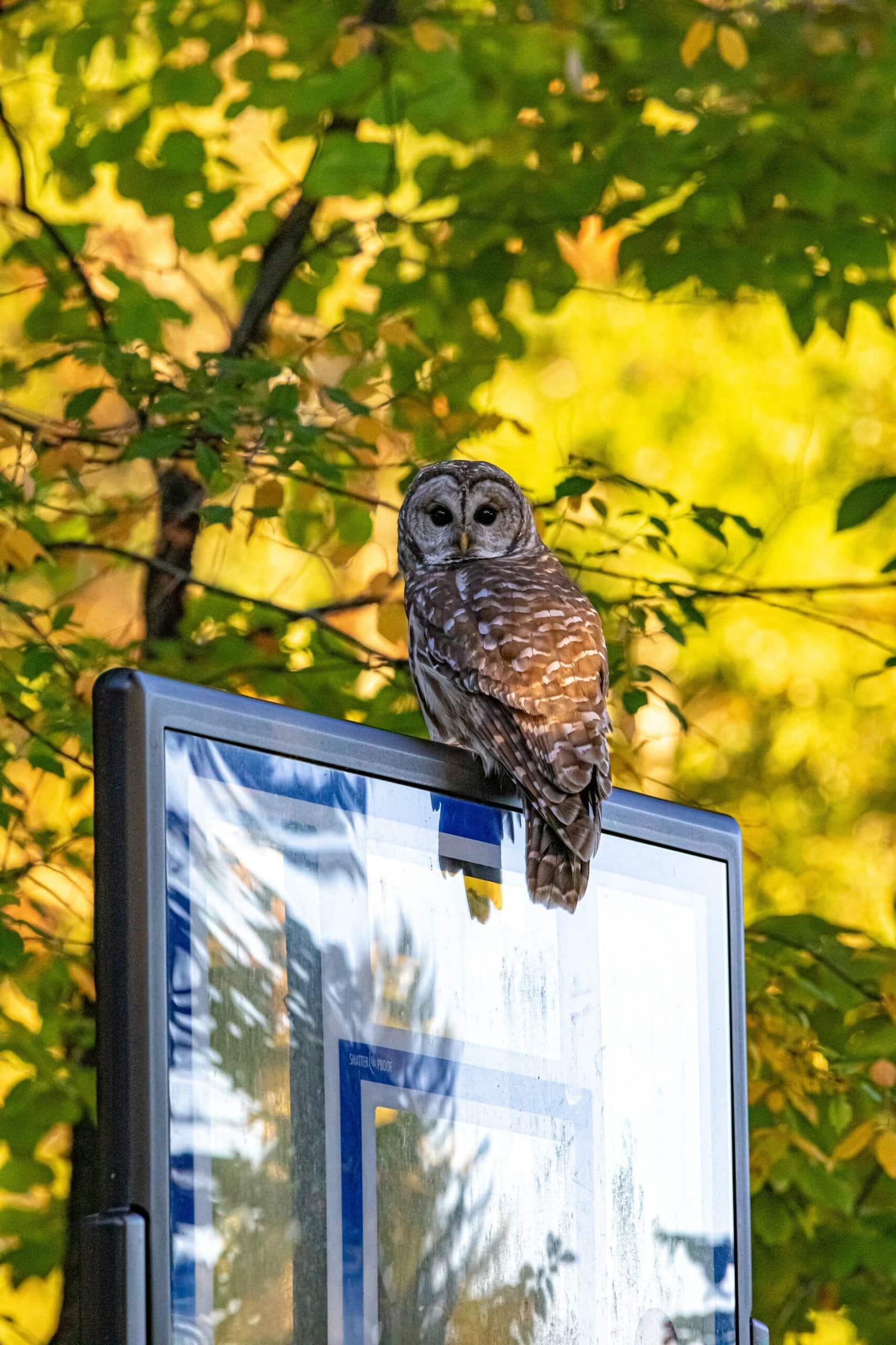 PHOTOS: Owl spotted in Northborough