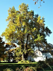 Tulip poplar tree at Grafton’s Houlden Farm has a long and storied history