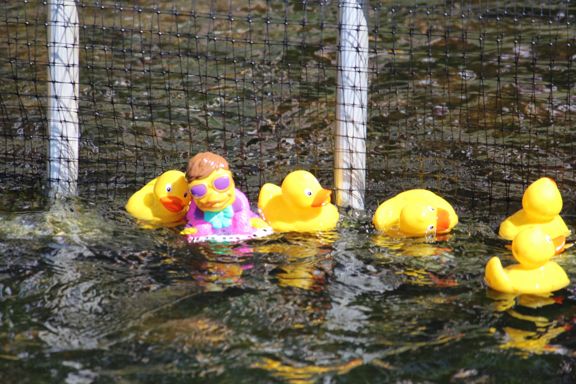 Westborough Lions Club holds Rubber Duck Derby fundraiser