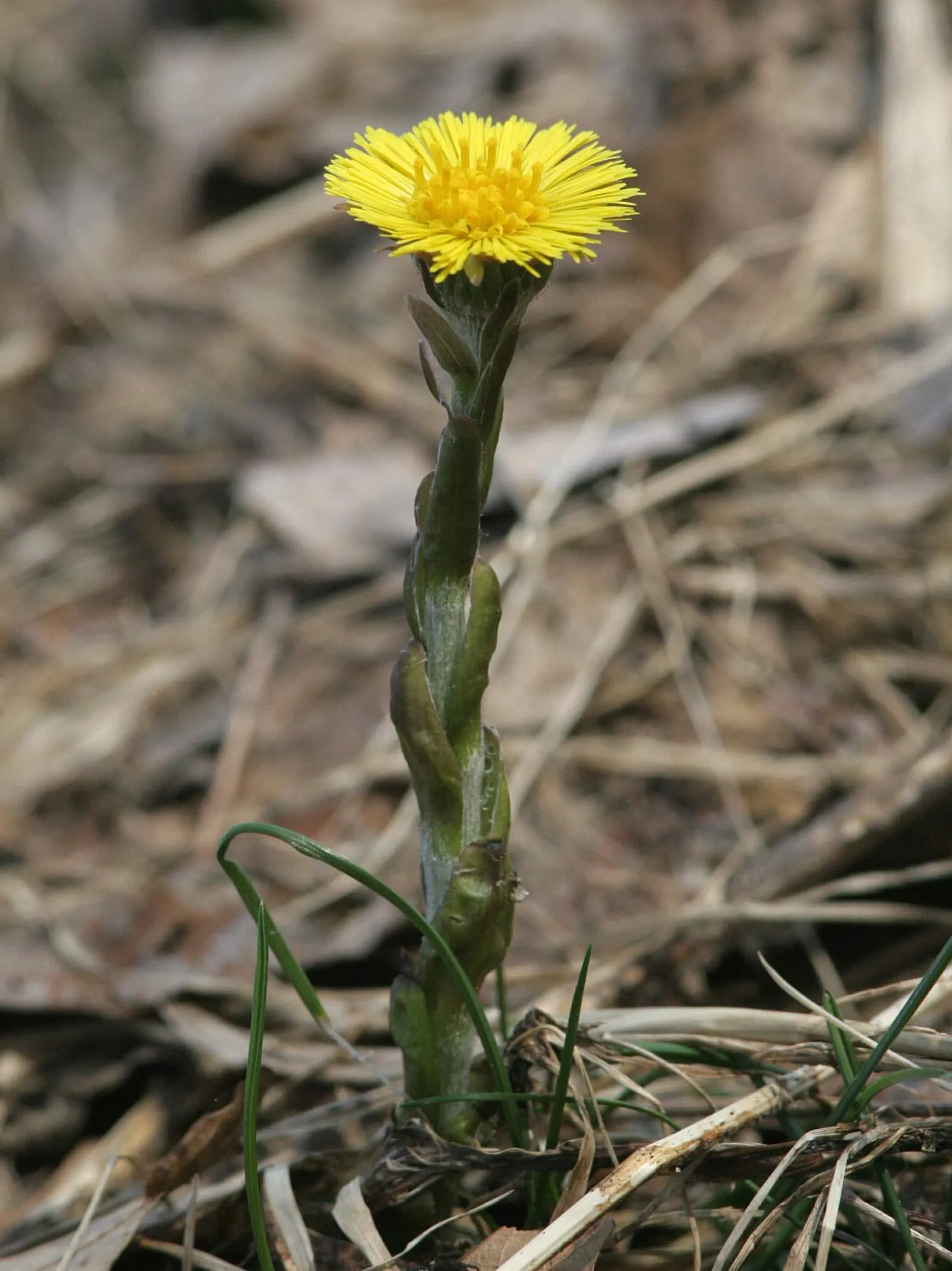 Nature Notes: Look for the first wildflower of spring – a new one