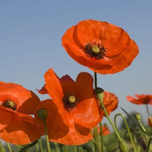 Westborough American Legion to conduct poppy drive
