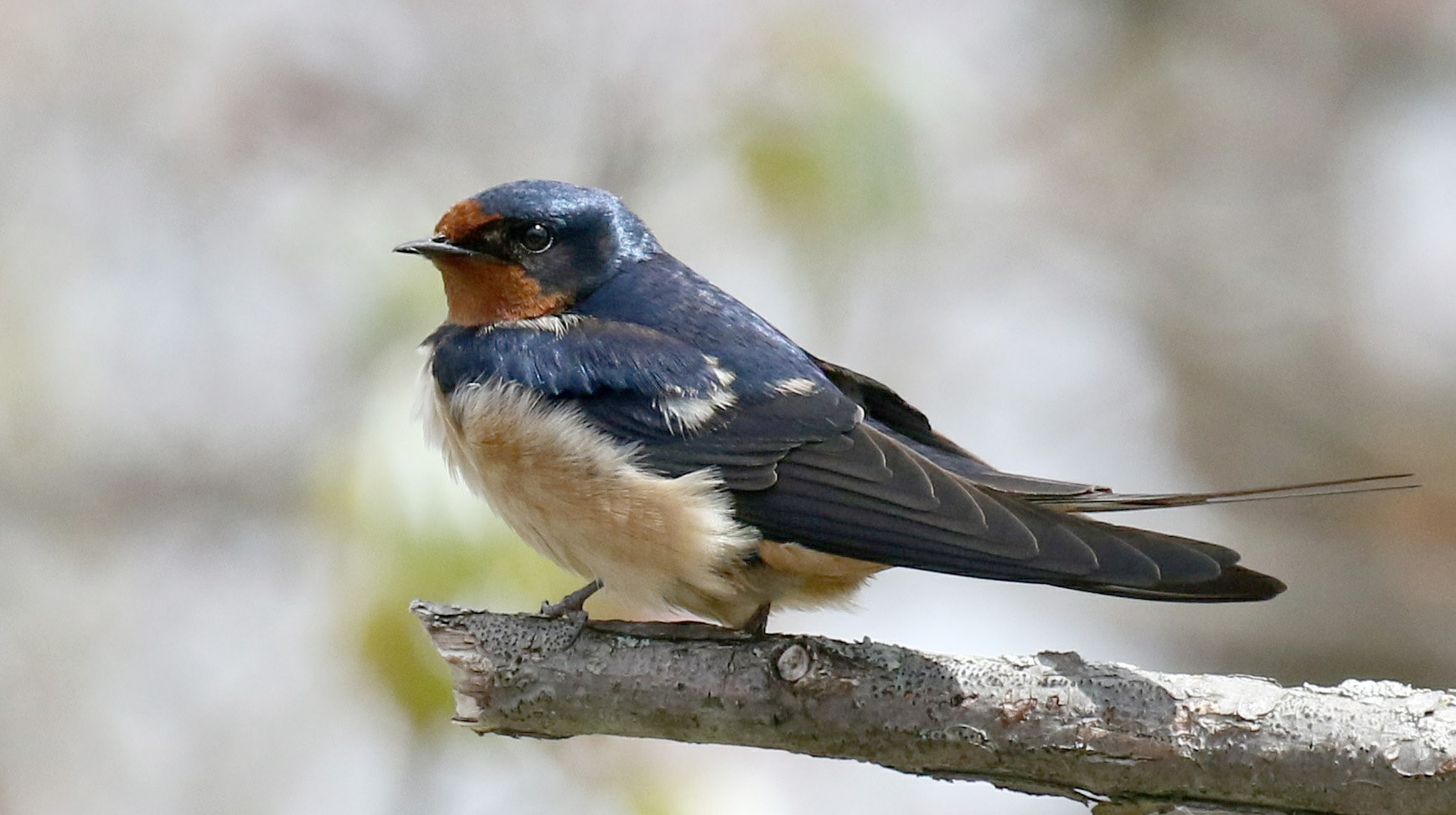 Nature Notes: Barn swallows are back