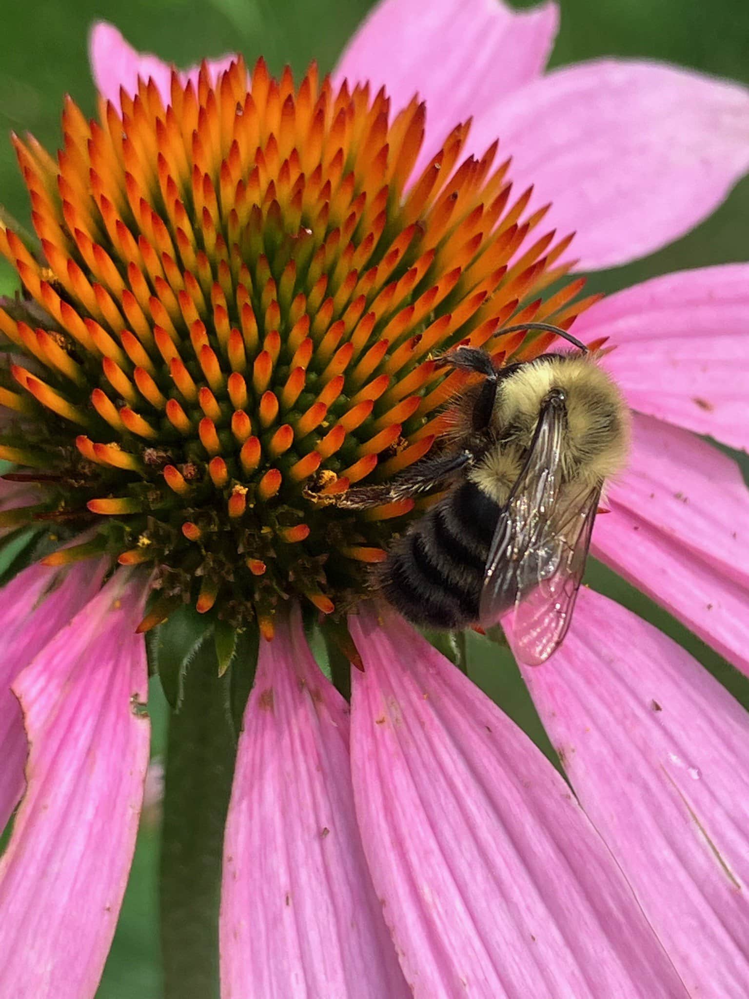 PHOTO: Bee visits a flower in Northborough