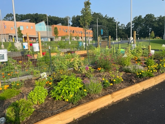 Garden at Fales Elementary thriving