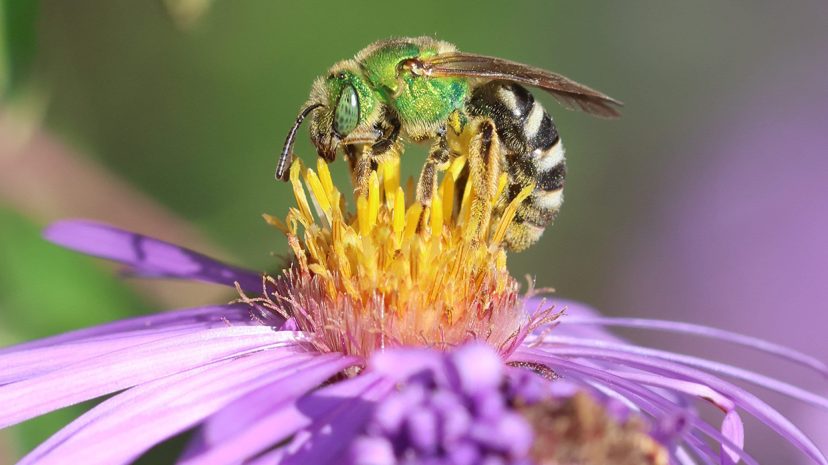 Nature Notes: Green bees