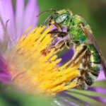 5F5A7930-ssc-p1-3500 Pure Gold-Green Sweat Bee (Augochlora pura) by Garry Kessler