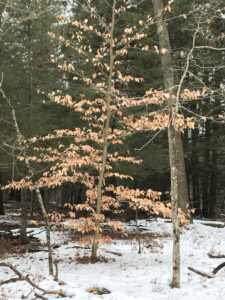 Nature Notes: Local beech trees in winter