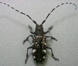 Asian Longhorned Beetles found in trees on Bryant Avenue, Shrewsbury