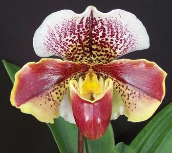 Tower Hill hosts &#8220;A New England Rain Forest&#8221; orchid show Nov. 4 – 6