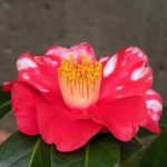 BB-Tower-Hill-Camellia-Show
