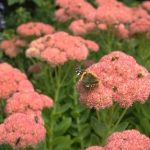 Bees_butterfly-on-flower