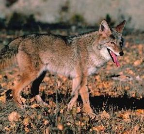 Assabet River NWR presents &#8220;Coexisting with Coyotes&#8221; Feb. 27