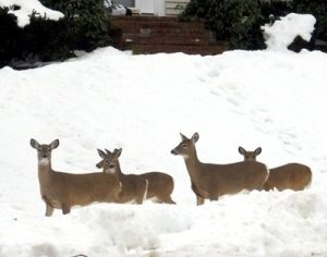 Deer come to call in Shrewsbury